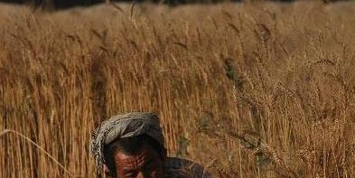 کشاورزانی که خشخاش نمی کارند و مورد عنایت حکومت قبیله ای نیستند