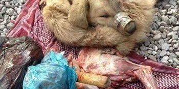 فروش گوشت سگ بجای گوشت گوسفند در هرات