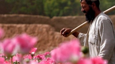 بهار قبایل پشتون با گل کوکنار آغاز شد!