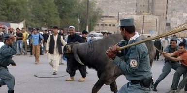 آخرین لحظات زندگی یک گاو در کابل